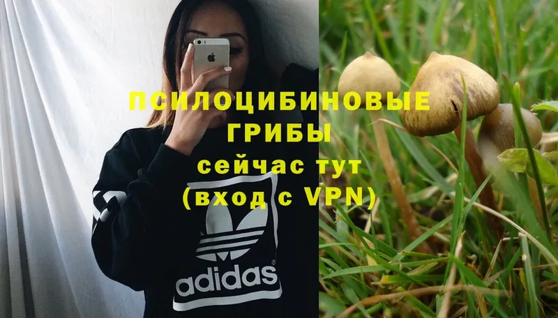 Псилоцибиновые грибы Psilocybe  где купить   Поронайск 